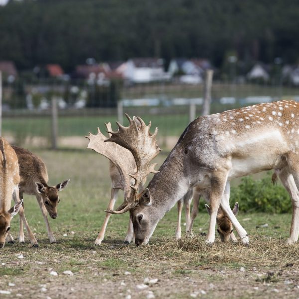 Damwild_26.9.20_Tiere_4537