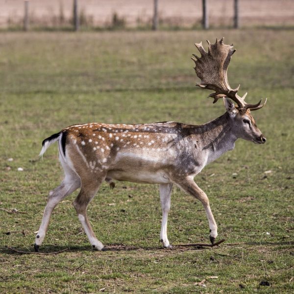 Damwild_26.9.20_Tiere_4559